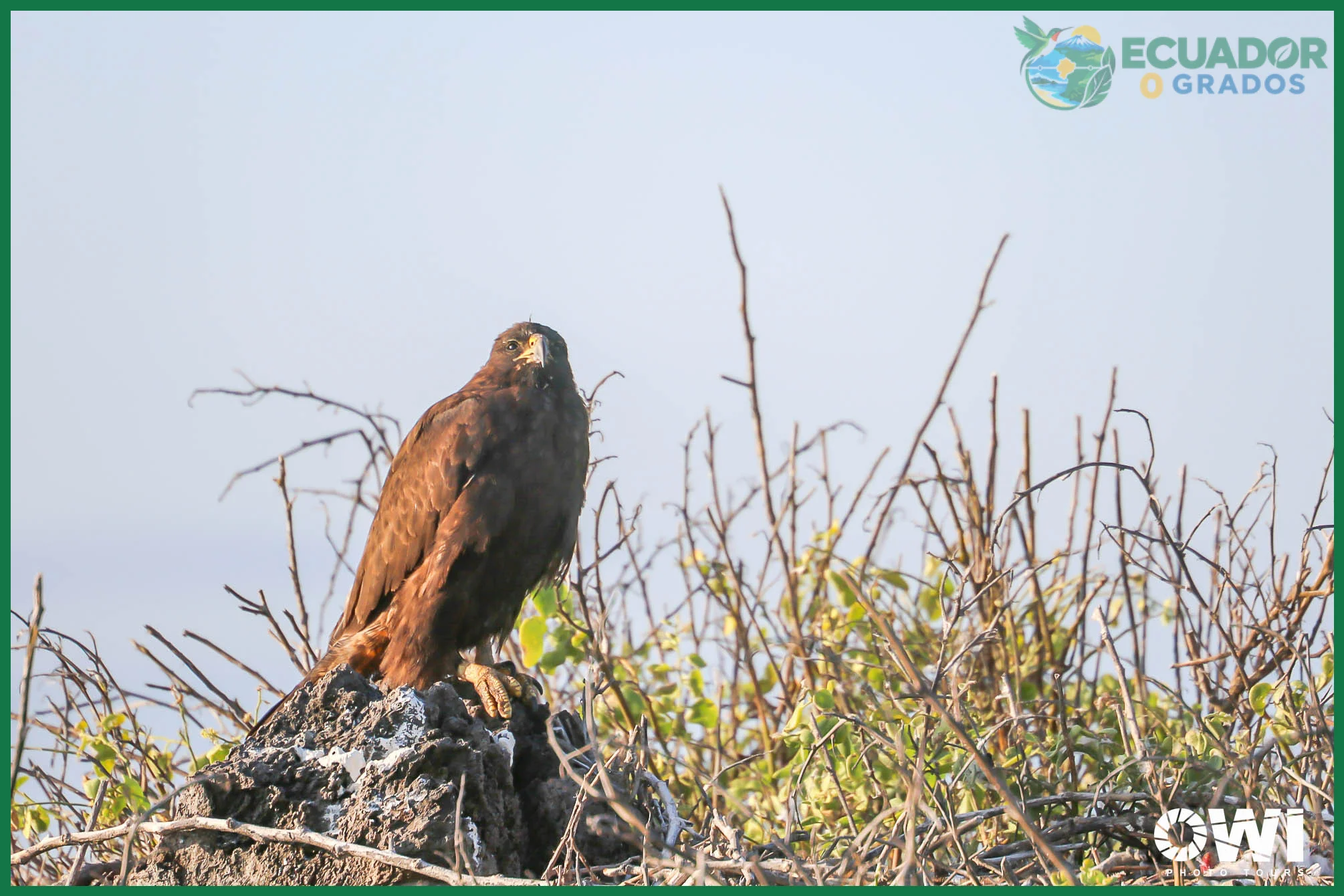 Galapagos Hawk: dónde y cómo ver al ave rapaz endémica de Galápagos