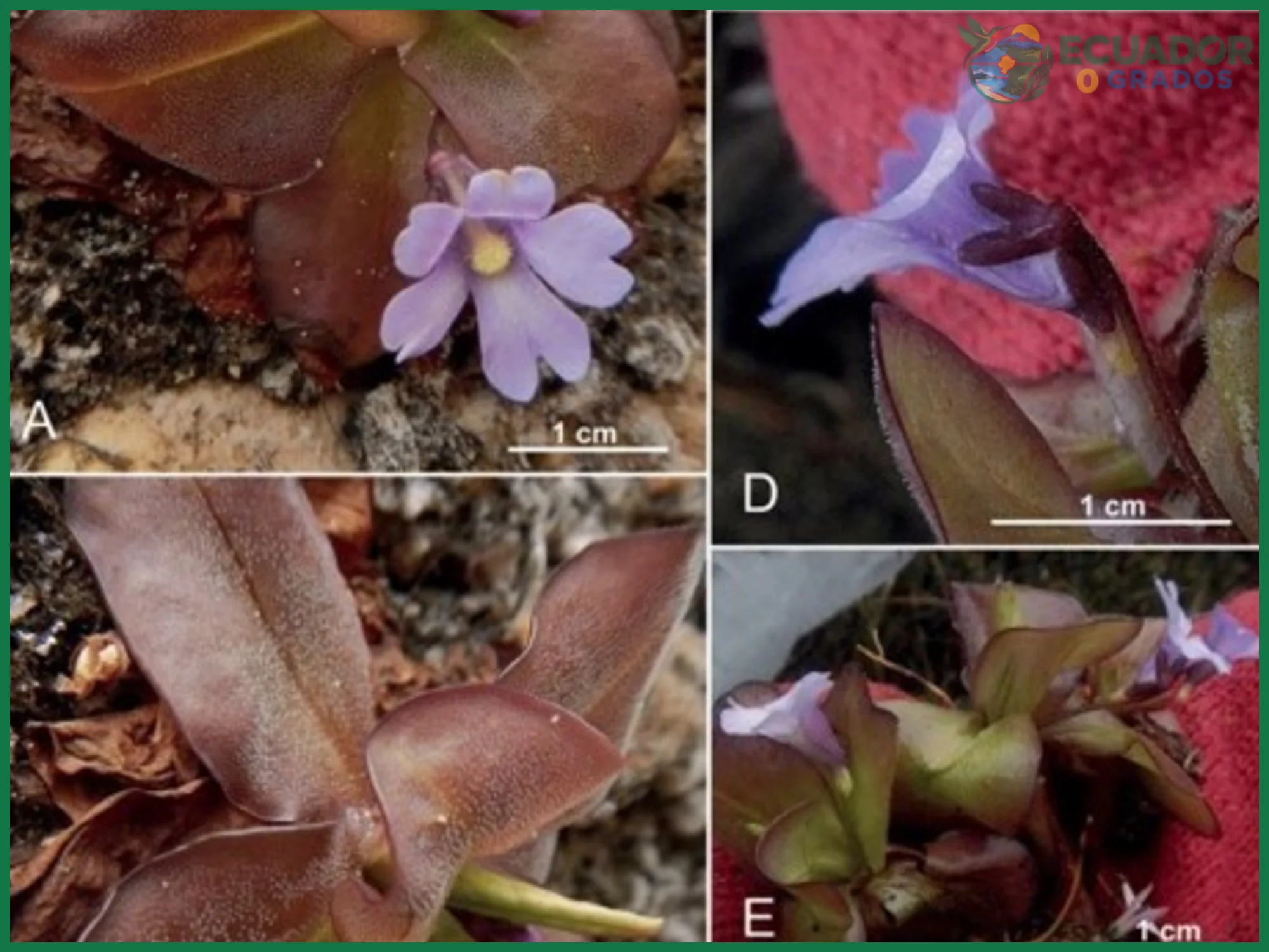 Género Pinguicula en el sur del Ecuador y las especies descritas por botánicos
