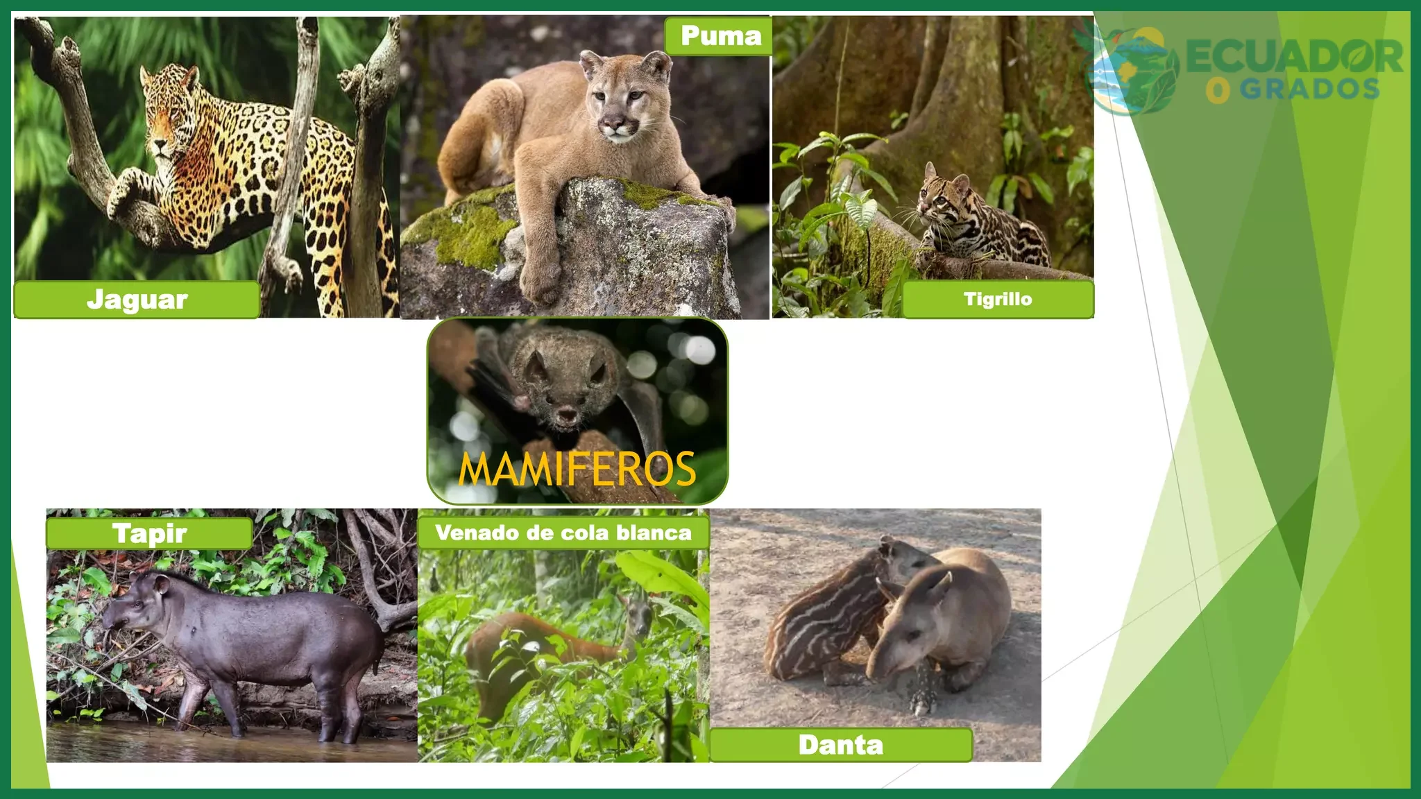 Guía de animales de la Amazonía del Ecuador