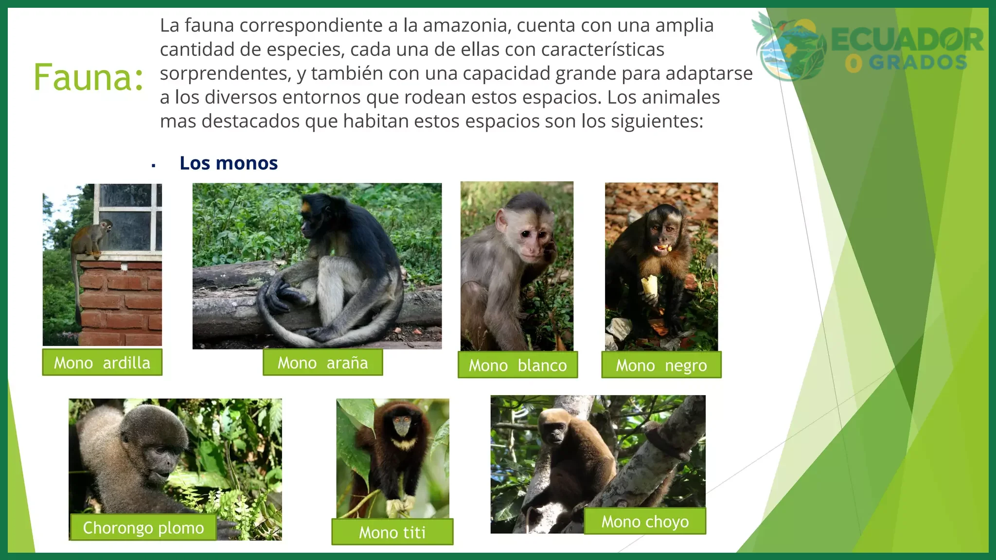 Guía de animales de la Amazonía del Ecuador