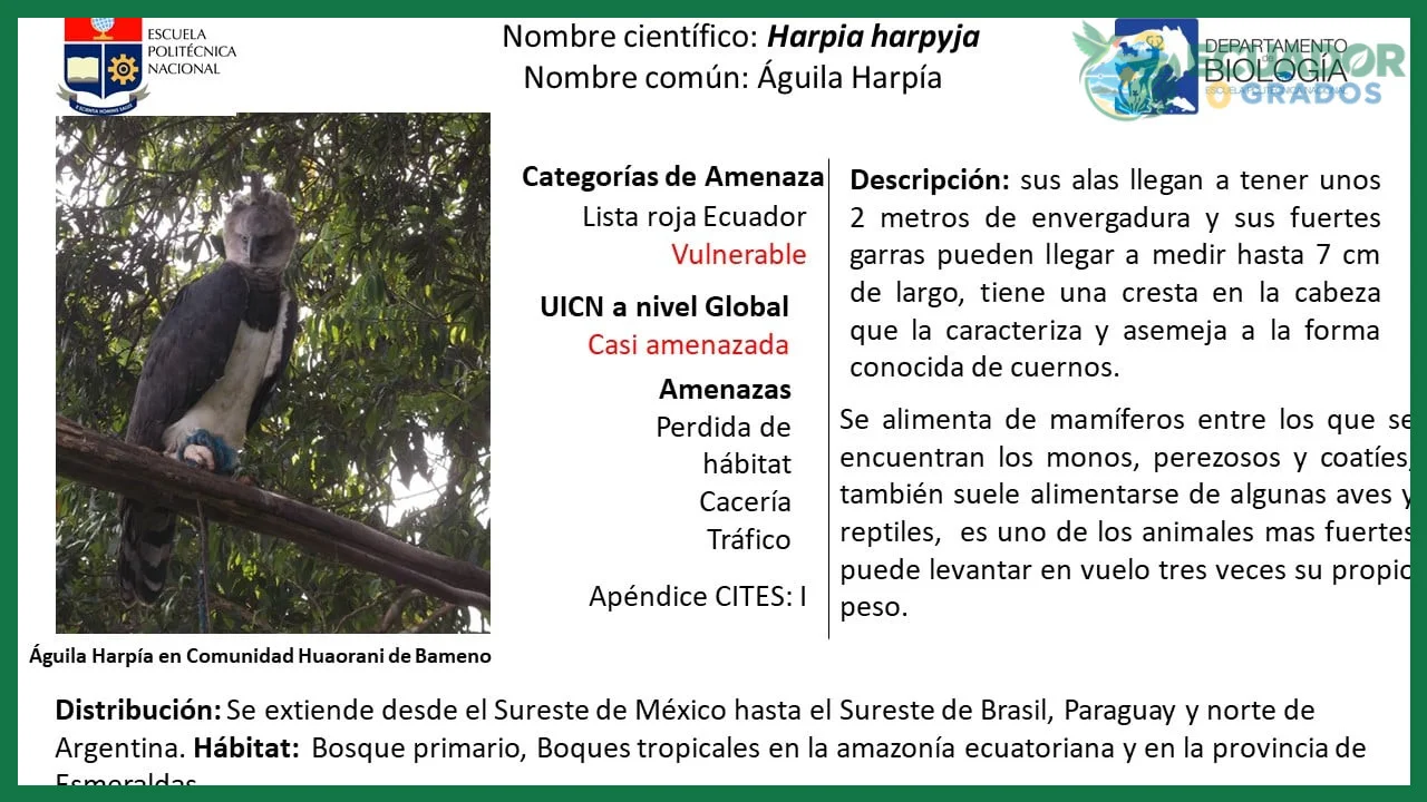 Guía de campo de aves del Ecuador continental y Galápagos