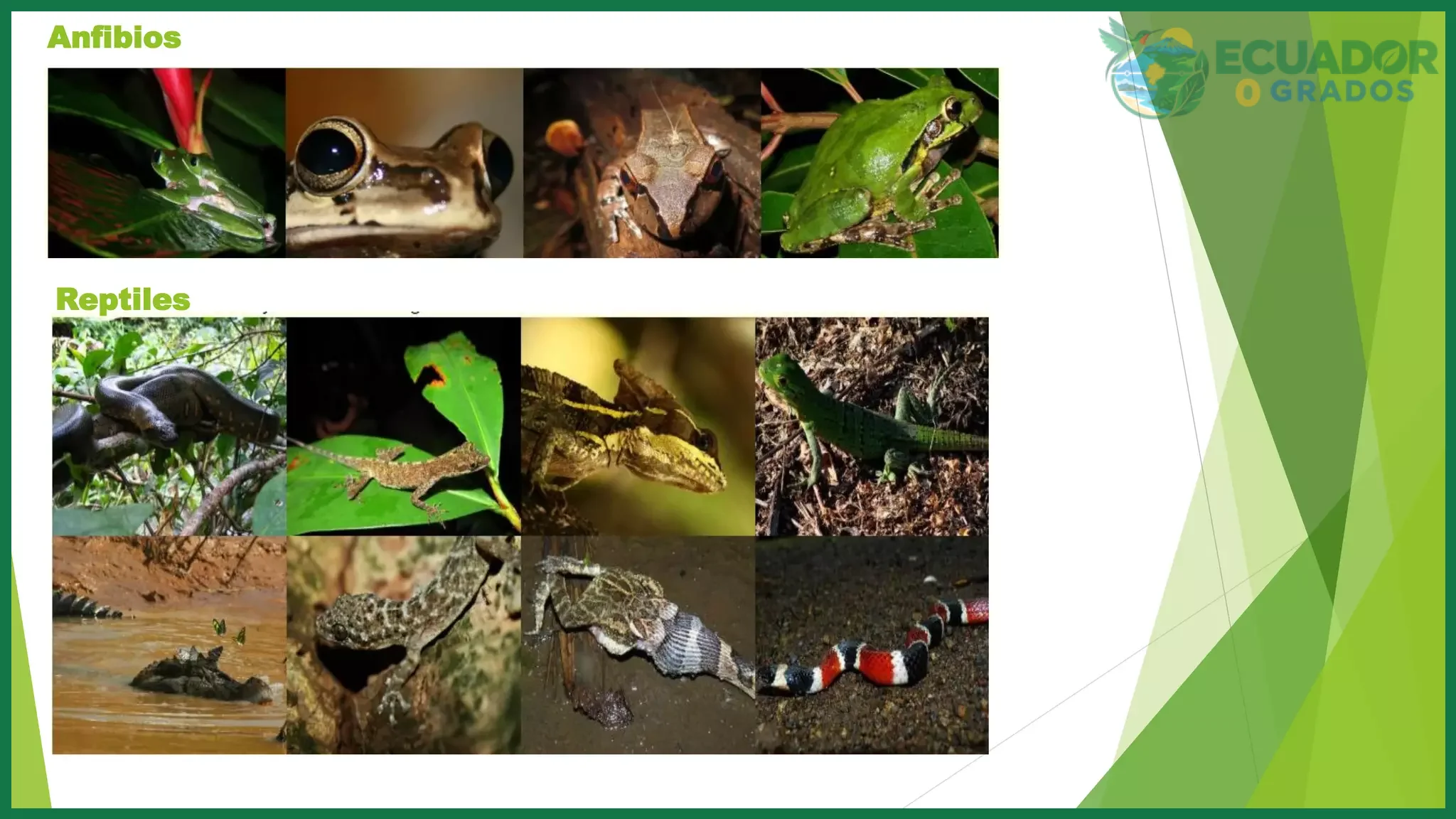 Guía de fotos en PDF de anfibios de la Amazonía y del Bosque Húmedo Tropical