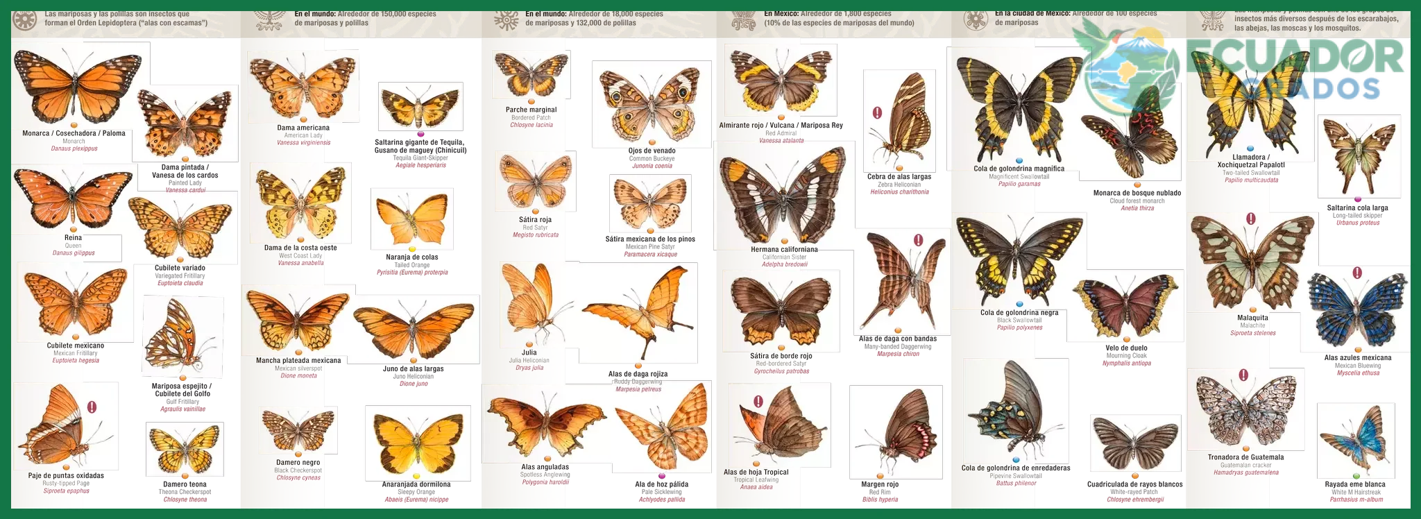 Guía de insectos y mariposas del Ecuador