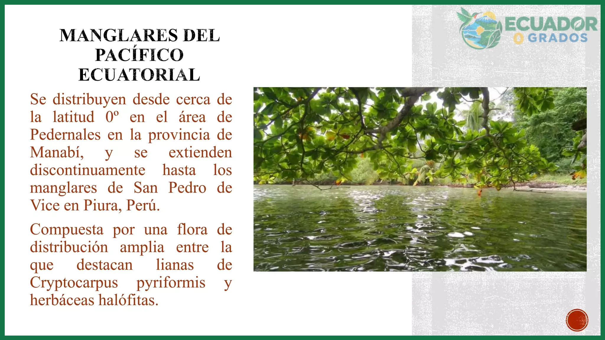 Guía de los manglares de Ecuador