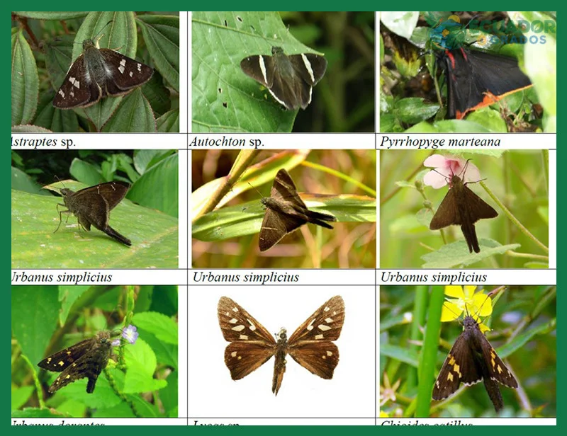 Guía de mariposas del Ecuador para naturalistas