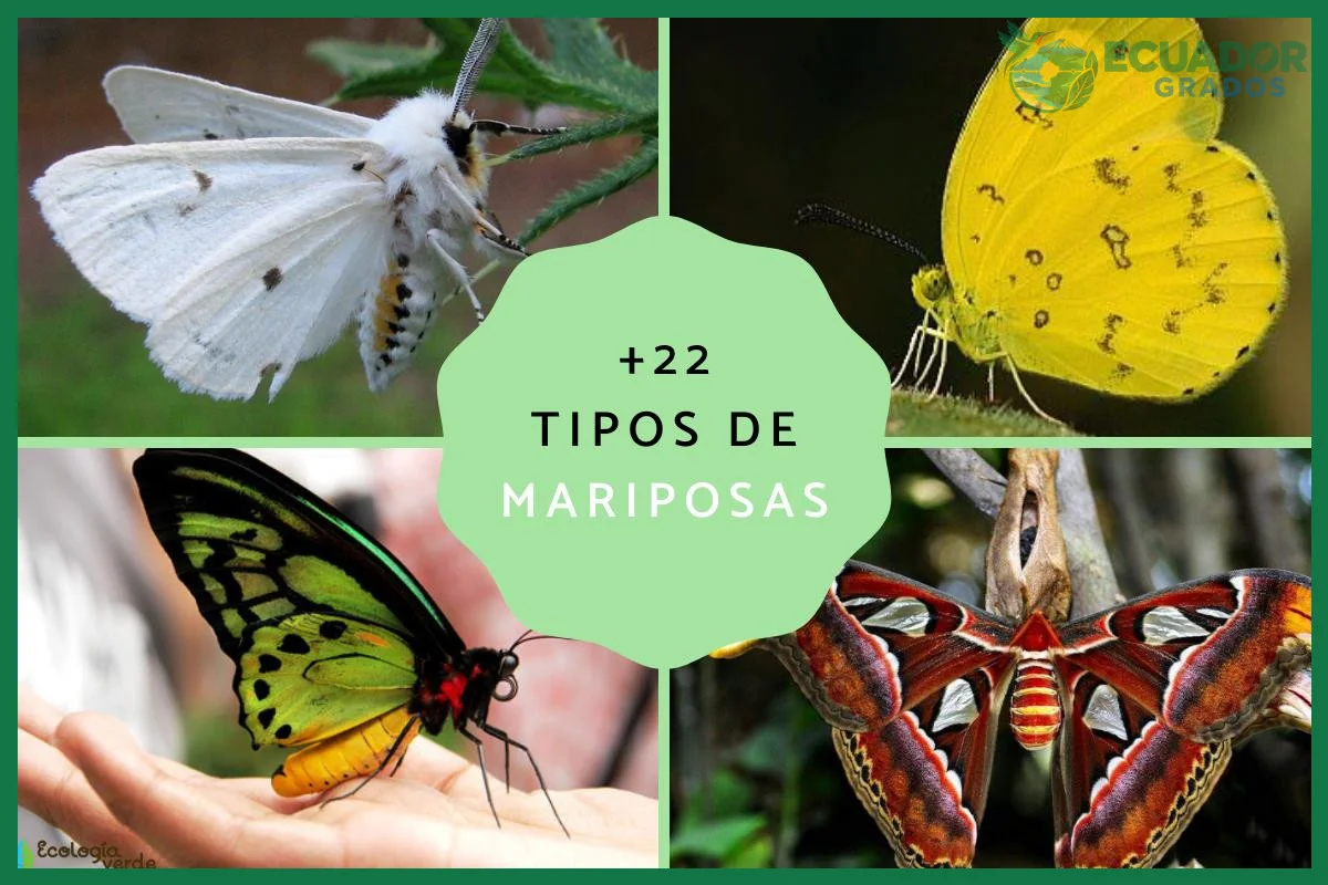 Guía de mariposas del Ecuador para naturalistas