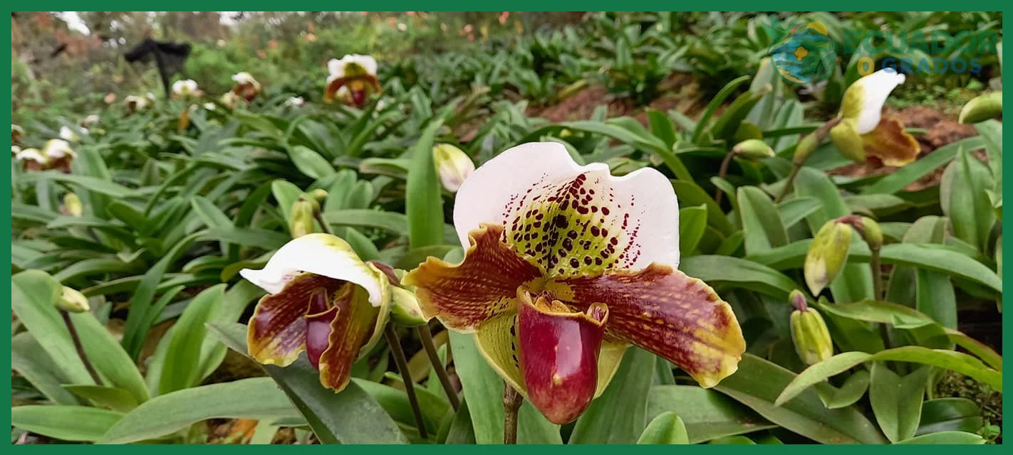 Guía de orquídeas nativas del Ecuador