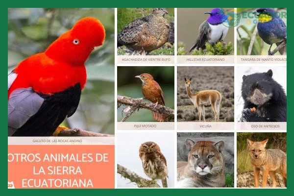 Hábitats y distribución de las aves endémicas interandinas del Ecuador