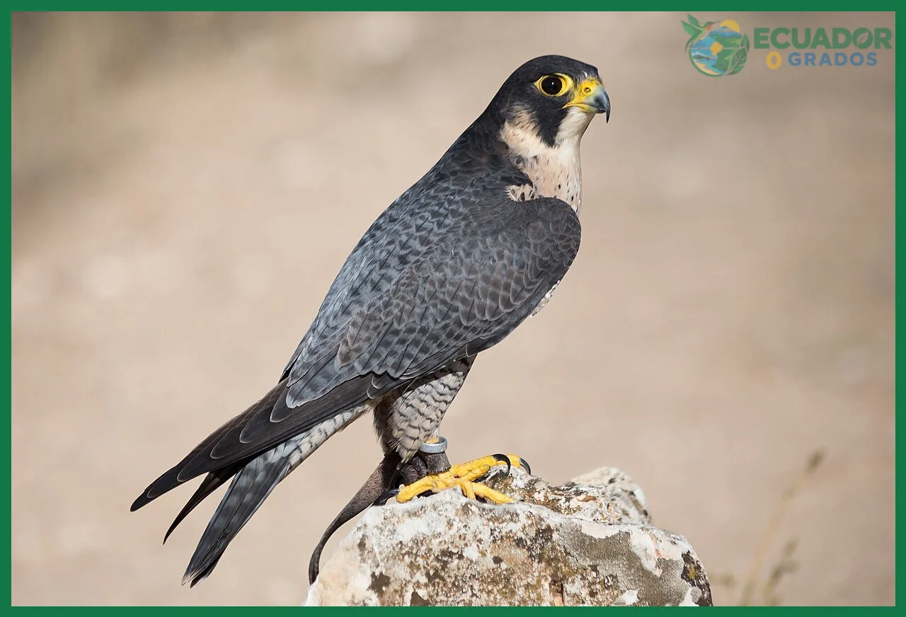 Halcón peregrino: de Groenlandia a Quito