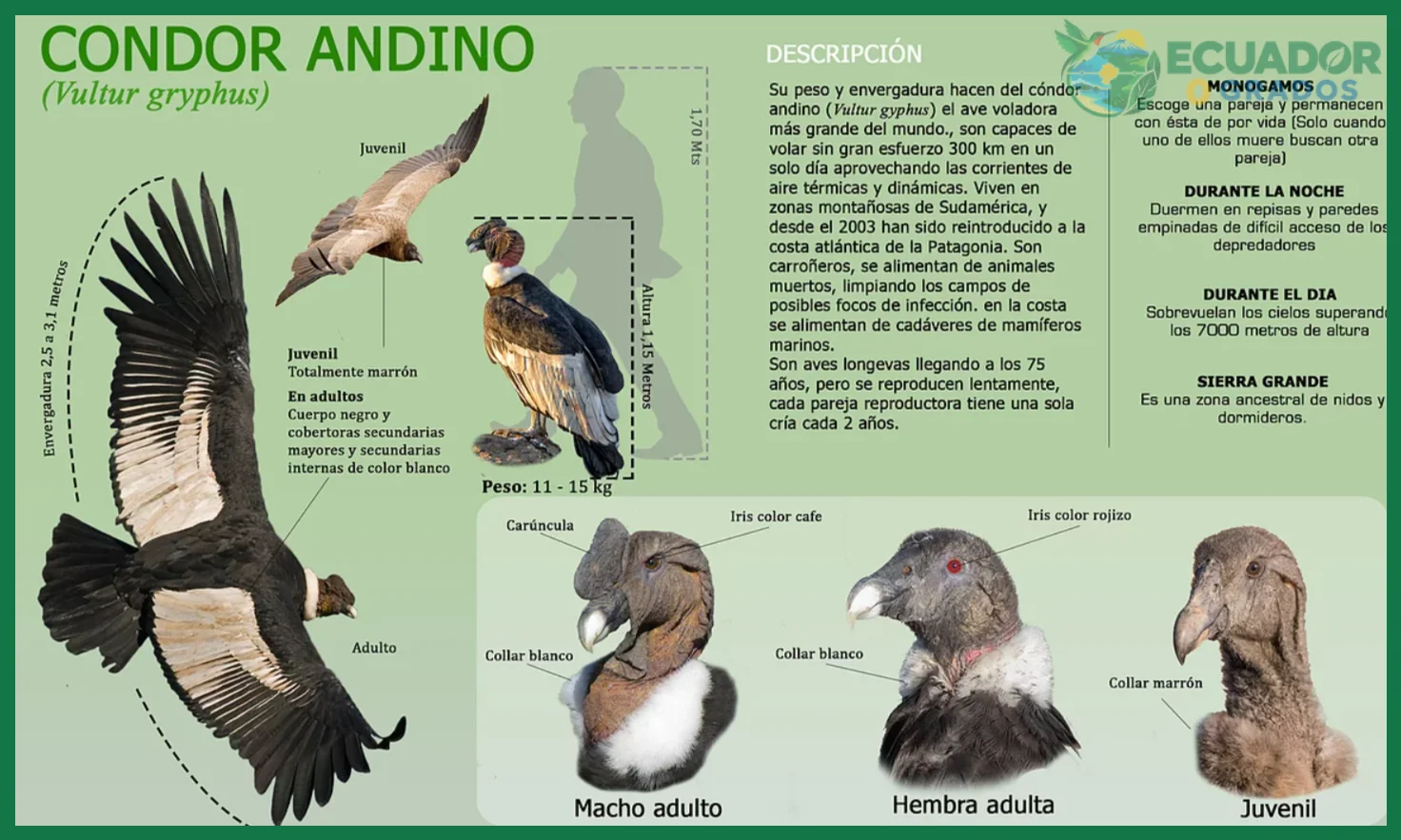 Hembra más pequeña que el macho: una excepción entre las aves de presa