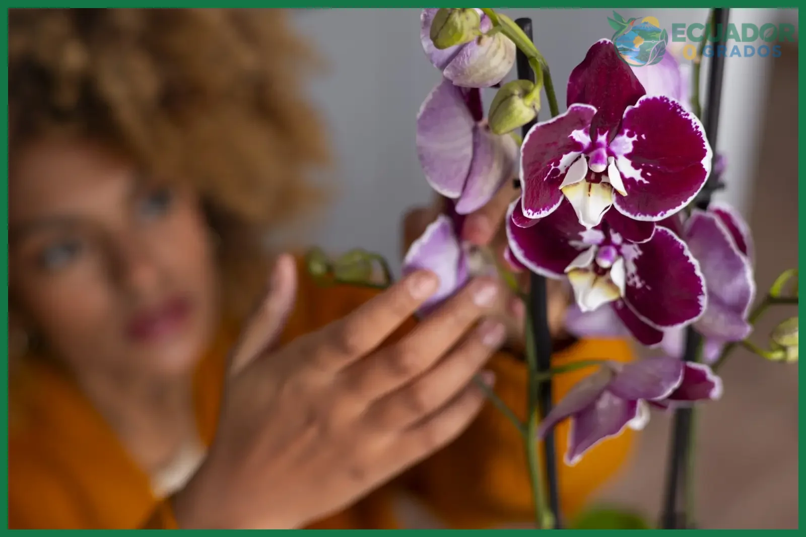 Herramientas de corte limpias y desinfectadas para podar orquídeas