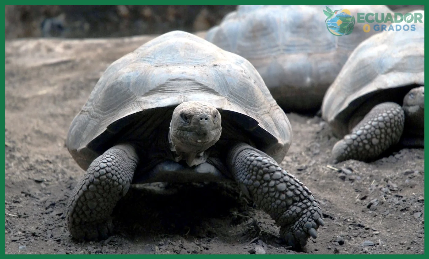Hierbas, hojas y frutos: la base herbívora de la tortuga gigante de Galápagos