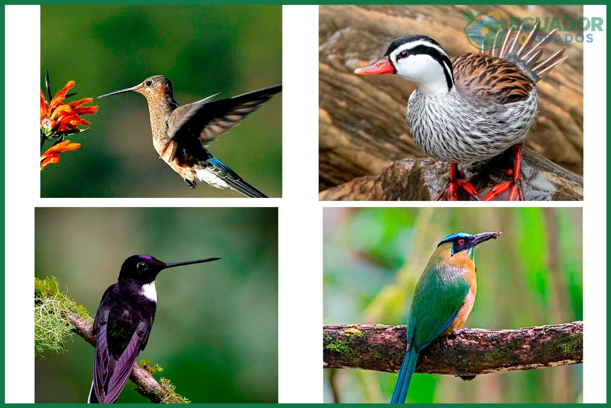Historia y registros de las aves endémicas del sur del Ecuador