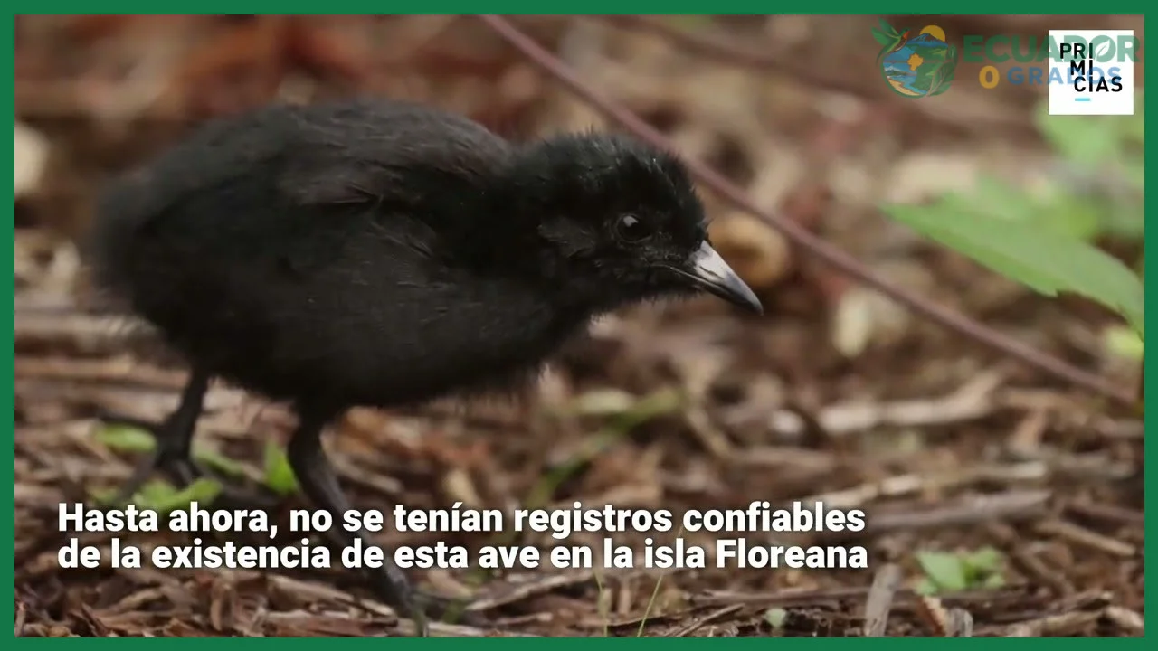 Historias de las esquivas aves endémicas del sur de Ecuador y su hábitat