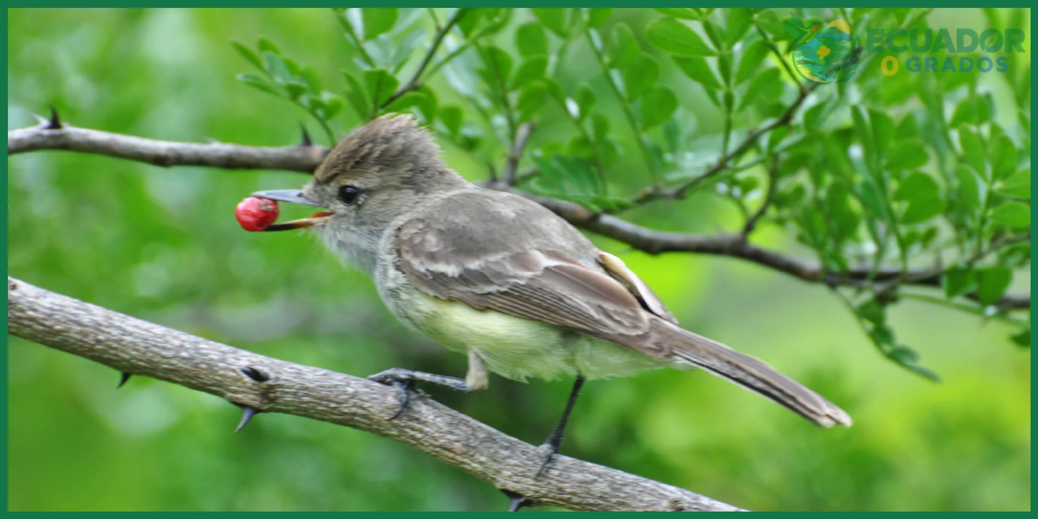 Identificación de las aves endémicas de tu región en Ecuador