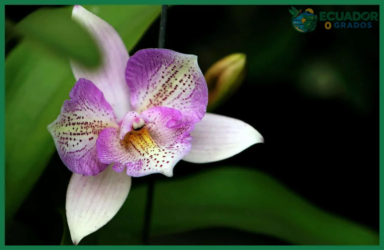 Identificar el tipo de orquídea y sus necesidades de floración