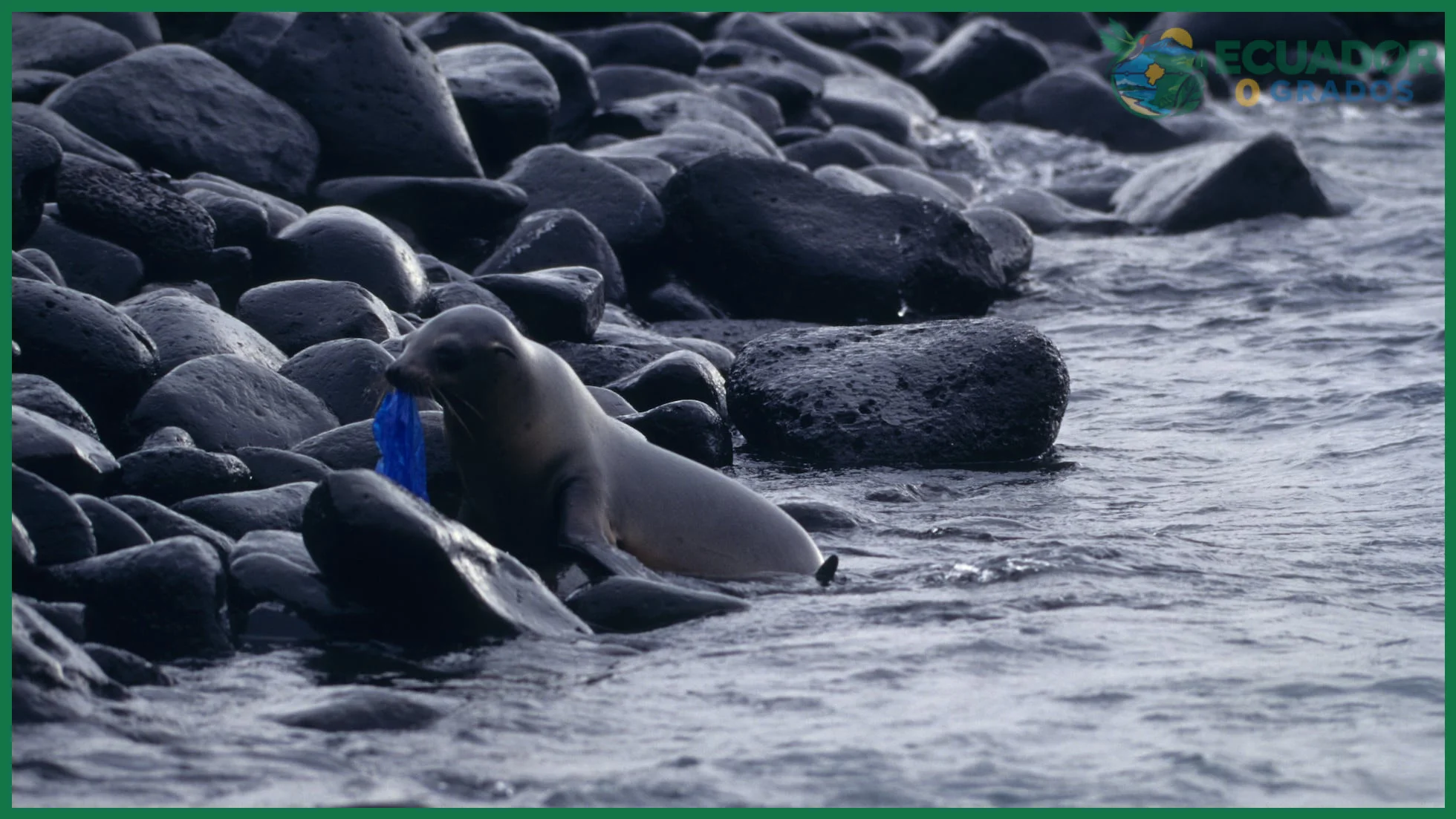 Identificar las amenazas actuales a la fauna de Galápagos