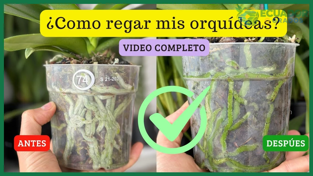 Identificar si tu orquídea es epífita o terrestre