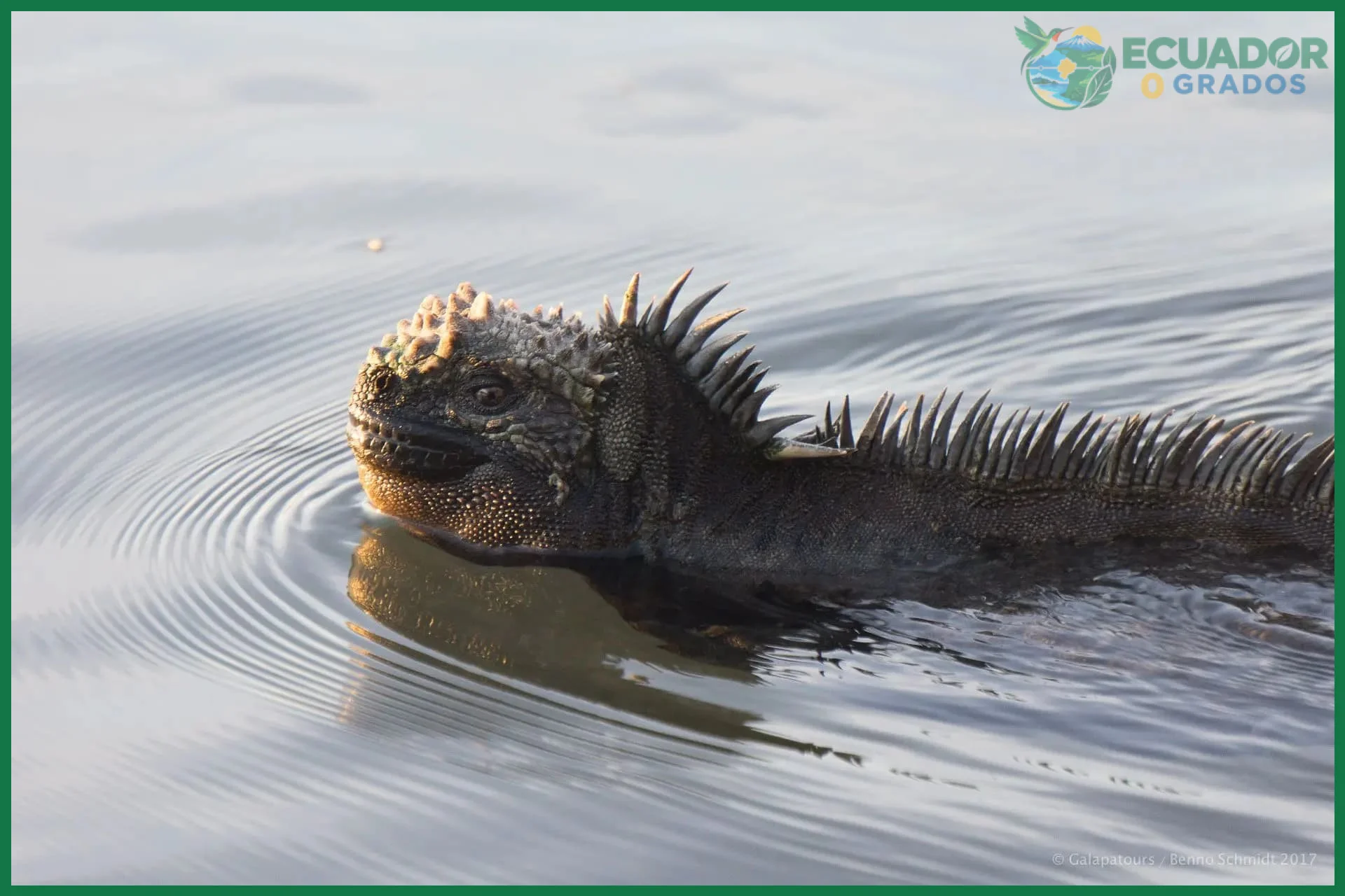 Iguanas marinas en Galápagos: el reptil que se sumerge hasta 10 metros