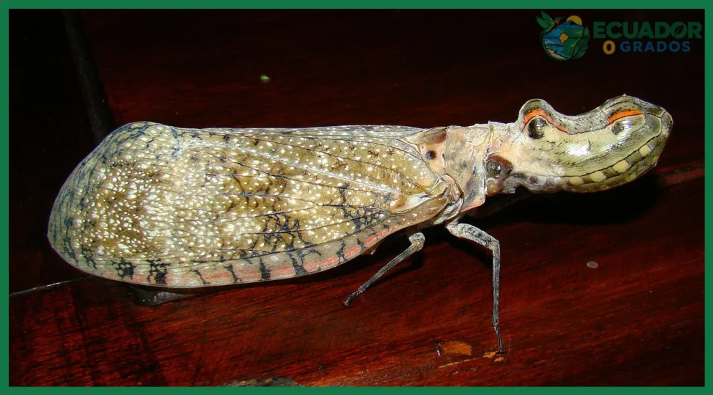 ¿Insectos de la Amazonía ecuatoriana: una diversidad?