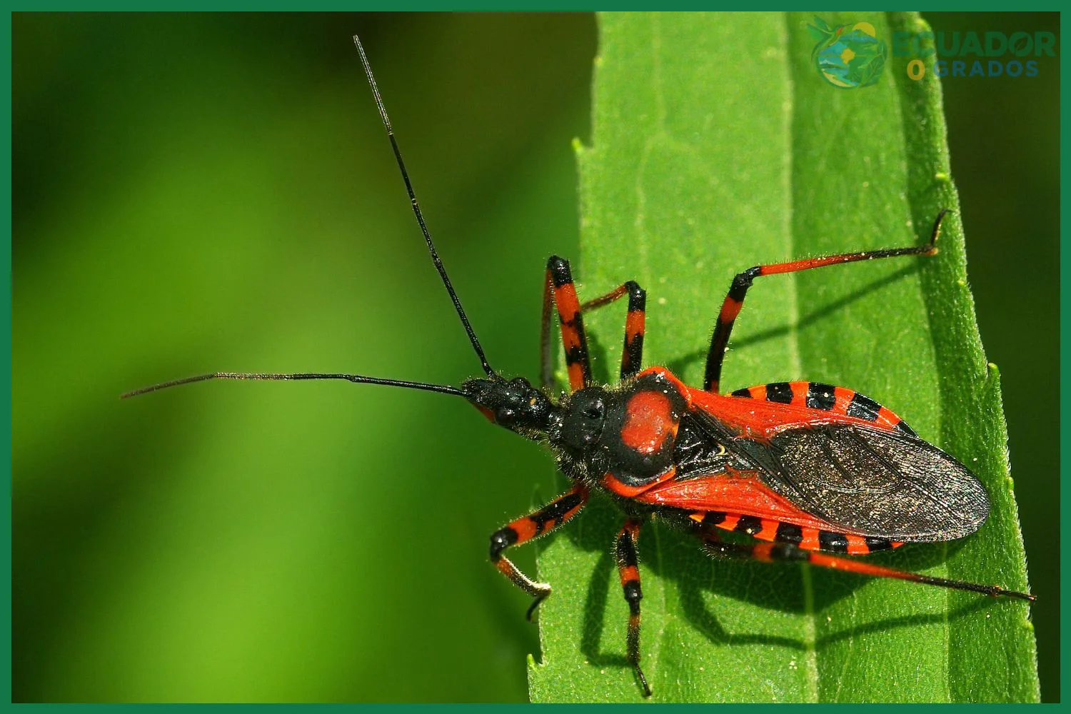 Insectos increíbles que viven en la Amazonía del Ecuador