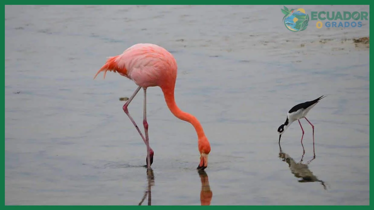 Isla Rabida y Punta Cormorán en Floreana: puntos frecuentados por flamencos