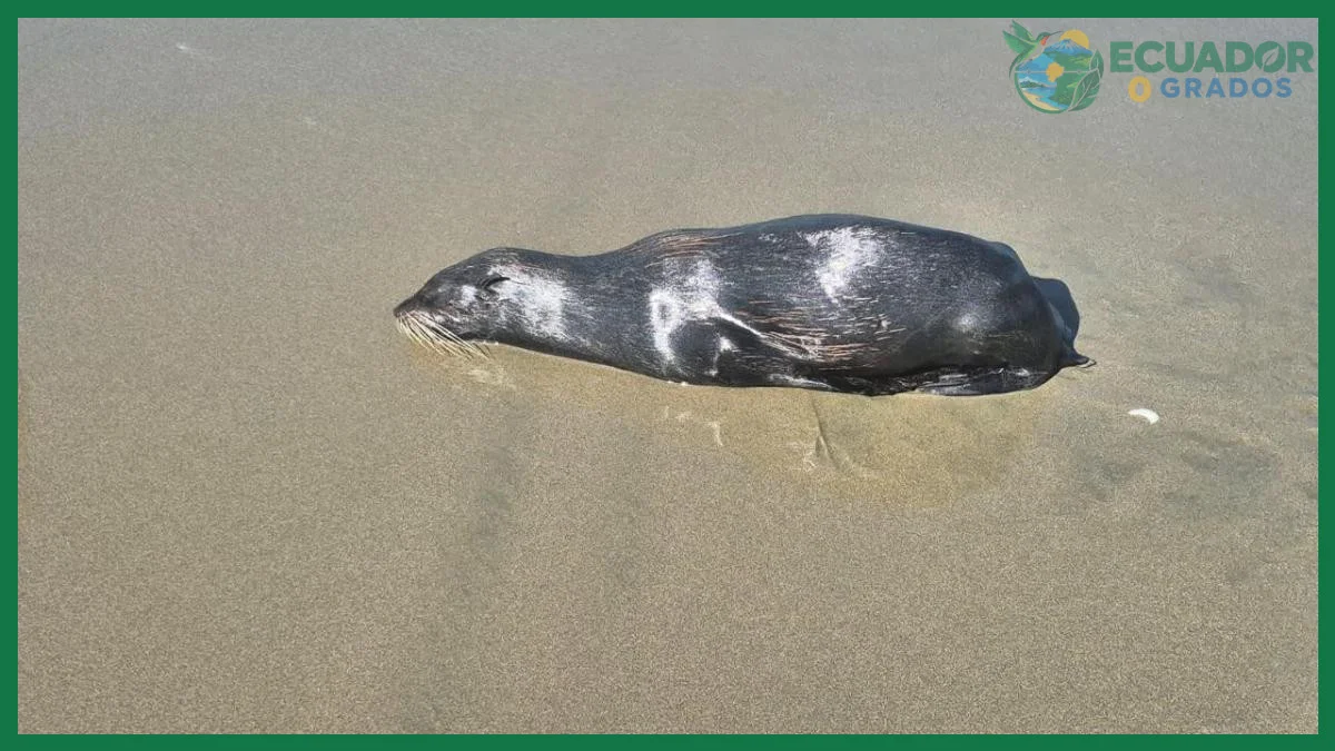 Isla Santa Cruz: puntos para ver lobos marinos