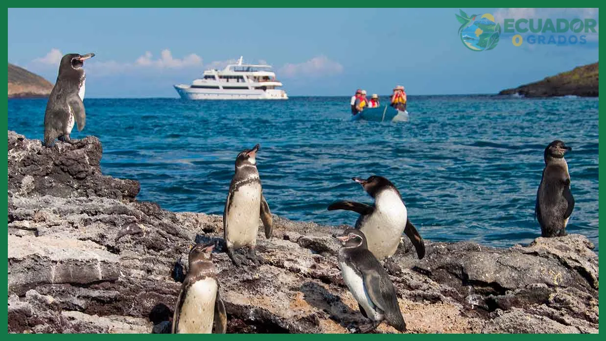 Islas y sitios de visitantes donde anidan y cazan los pingüinos de Galápagos