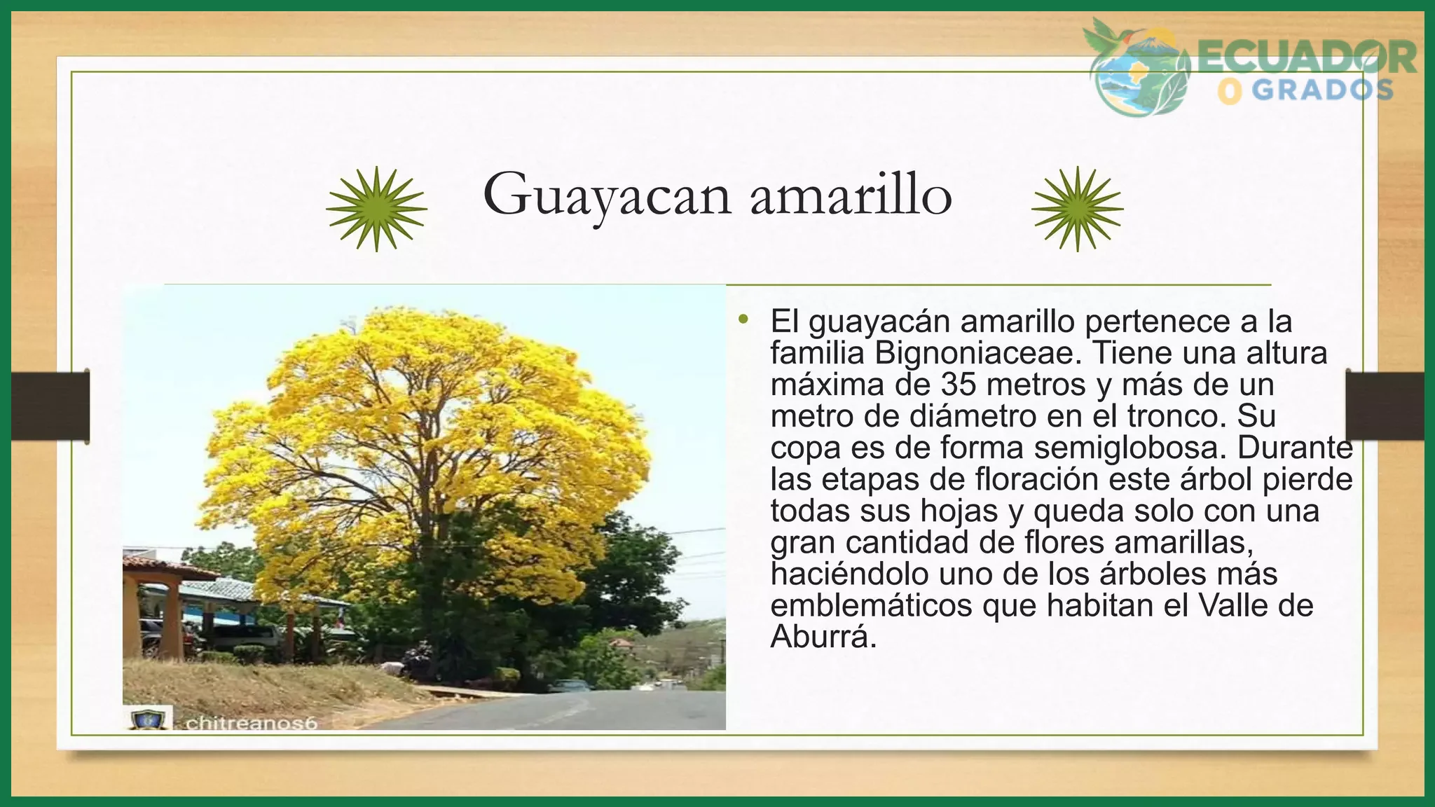 La ceiba y su importancia en la Amazonía