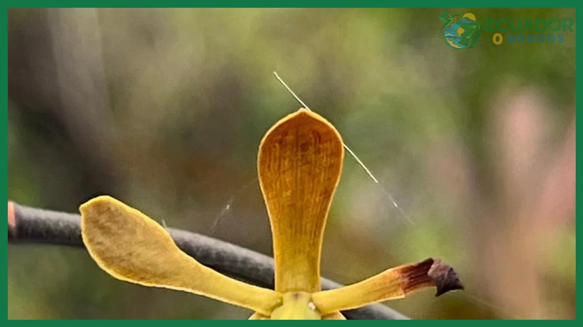 La orquídea de Guayaquil y su estatus de especie en peligro crítico