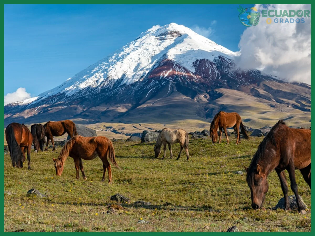 La variedad de árboles por kilómetro cuadrado en el Parque Nacional Yasuní