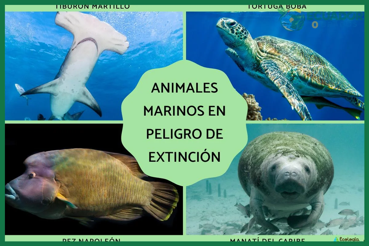 Las 800 especies de peces y los tres tipos de pirañas de la Amazonía ecuatoriana