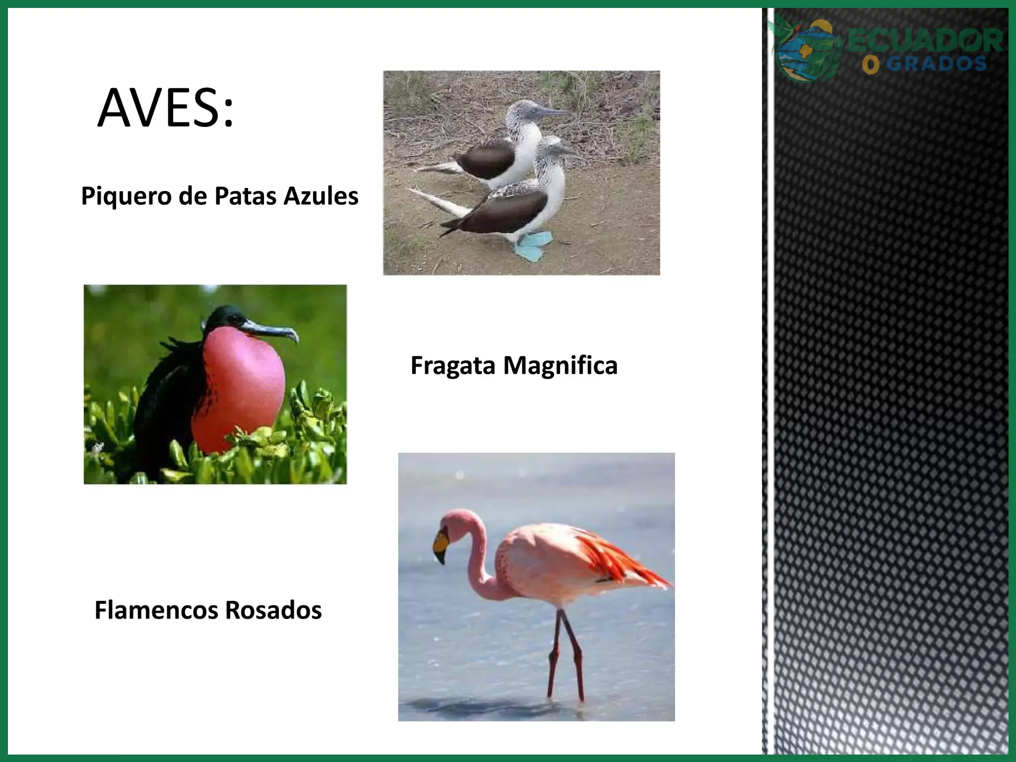 Lista de aves endémicas del Ecuador