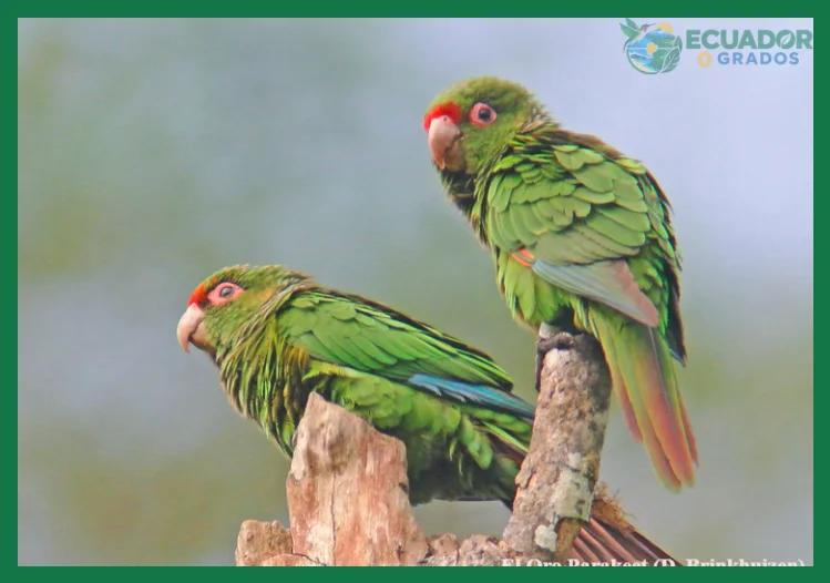 ¿Lista Roja de las Aves del Ecuador?