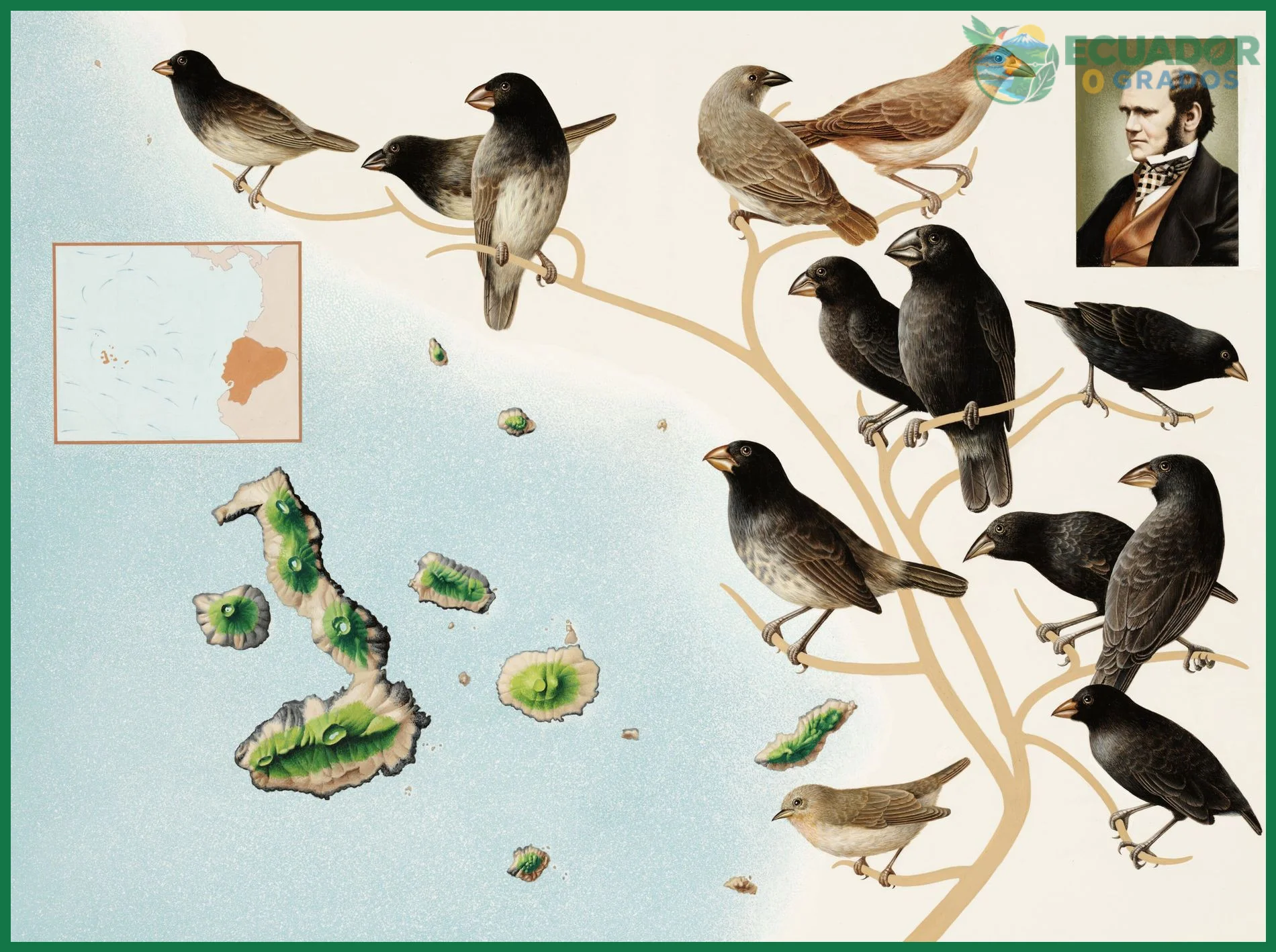 Llegada de reptiles, aves y mamíferos a las islas Galápagos