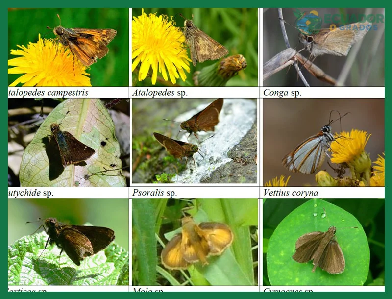 Los cuatro estadios de las mariposas: huevo, larva, pupa y adulto