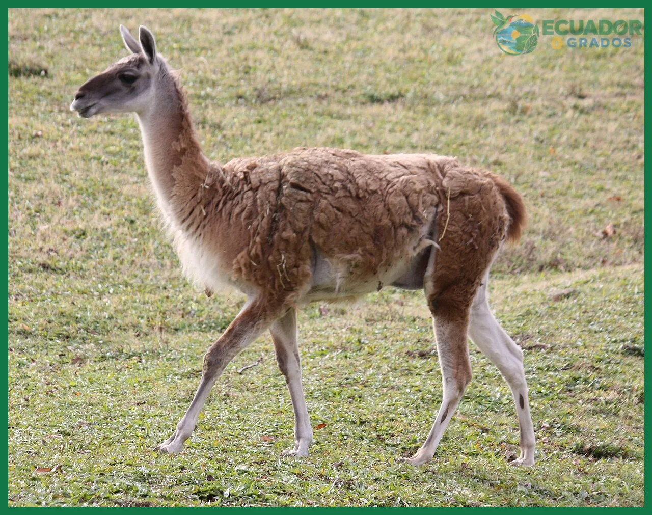Mamíferos andinos y su rol ecológico en los ecosistemas de montaña