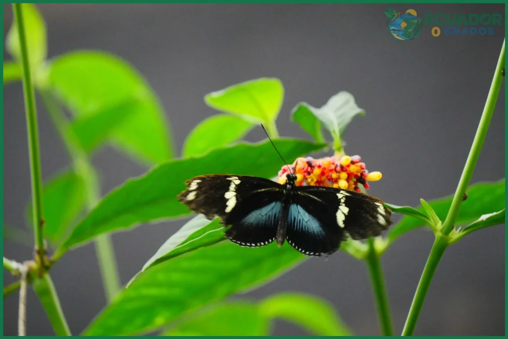 ¿Mariposas del Carchi?