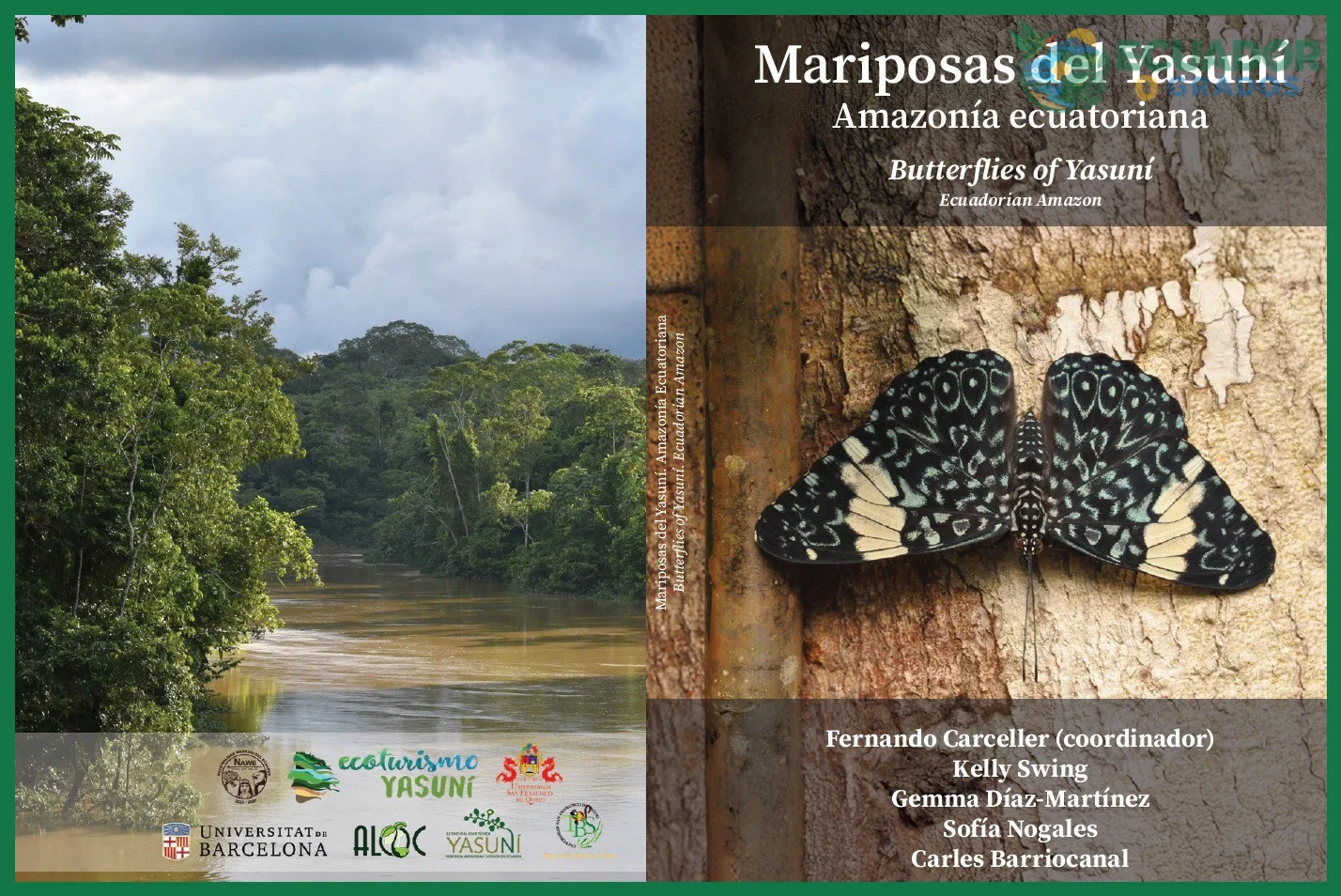 Mariposas del Yasuní y la Amazonía ecuatoriana: qué esperar