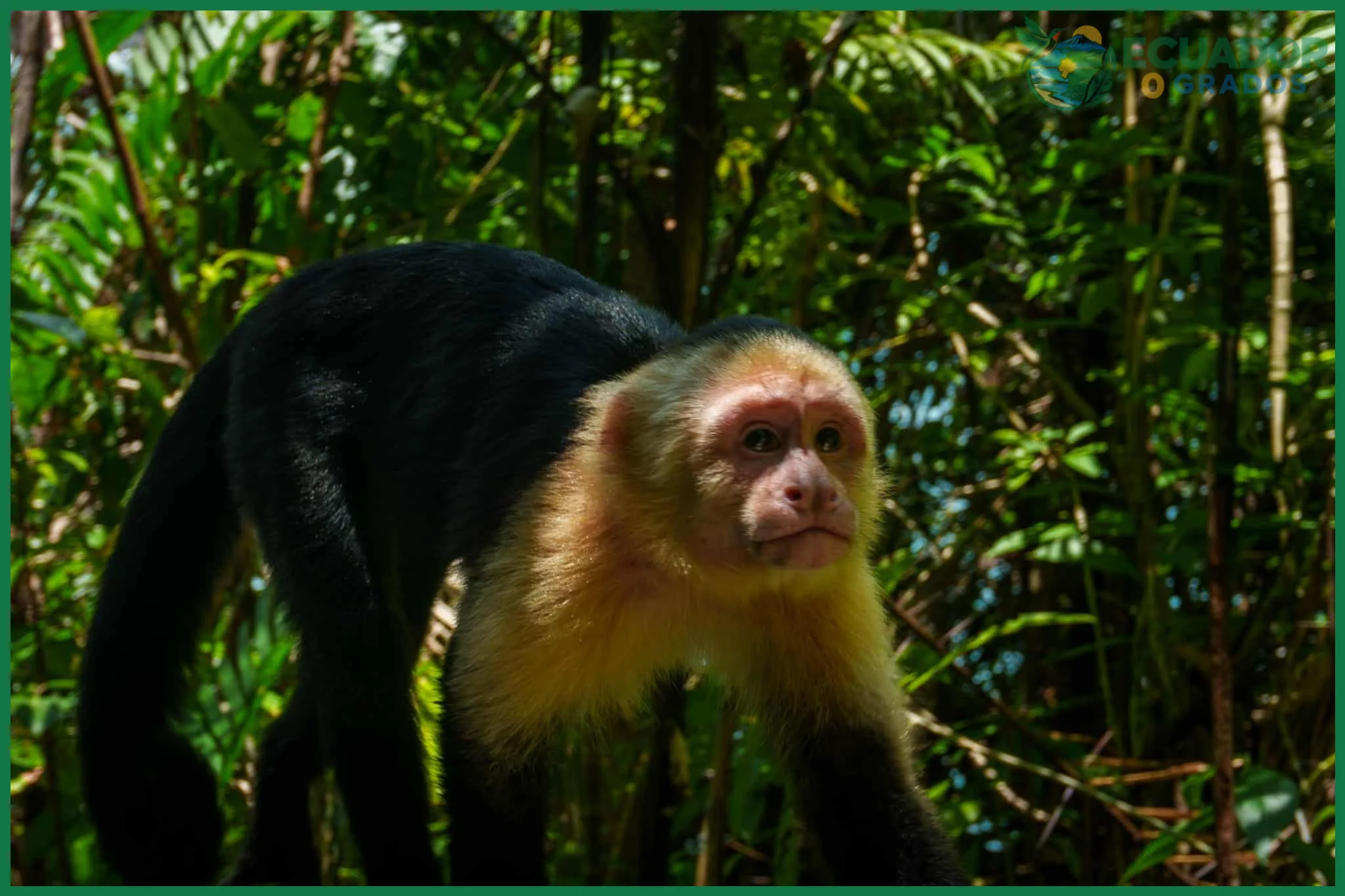Mejor época del año para ver monos en la Amazonía de Ecuador