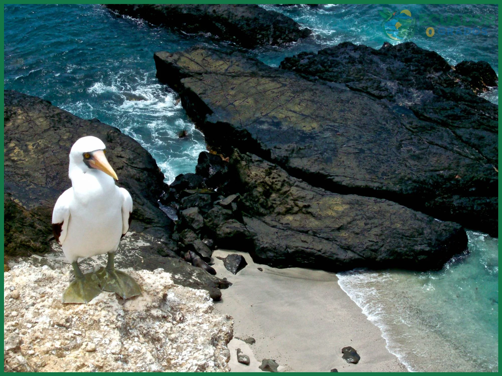 Mejor temporada para visitar la Isla de la Plata sin sol extremo