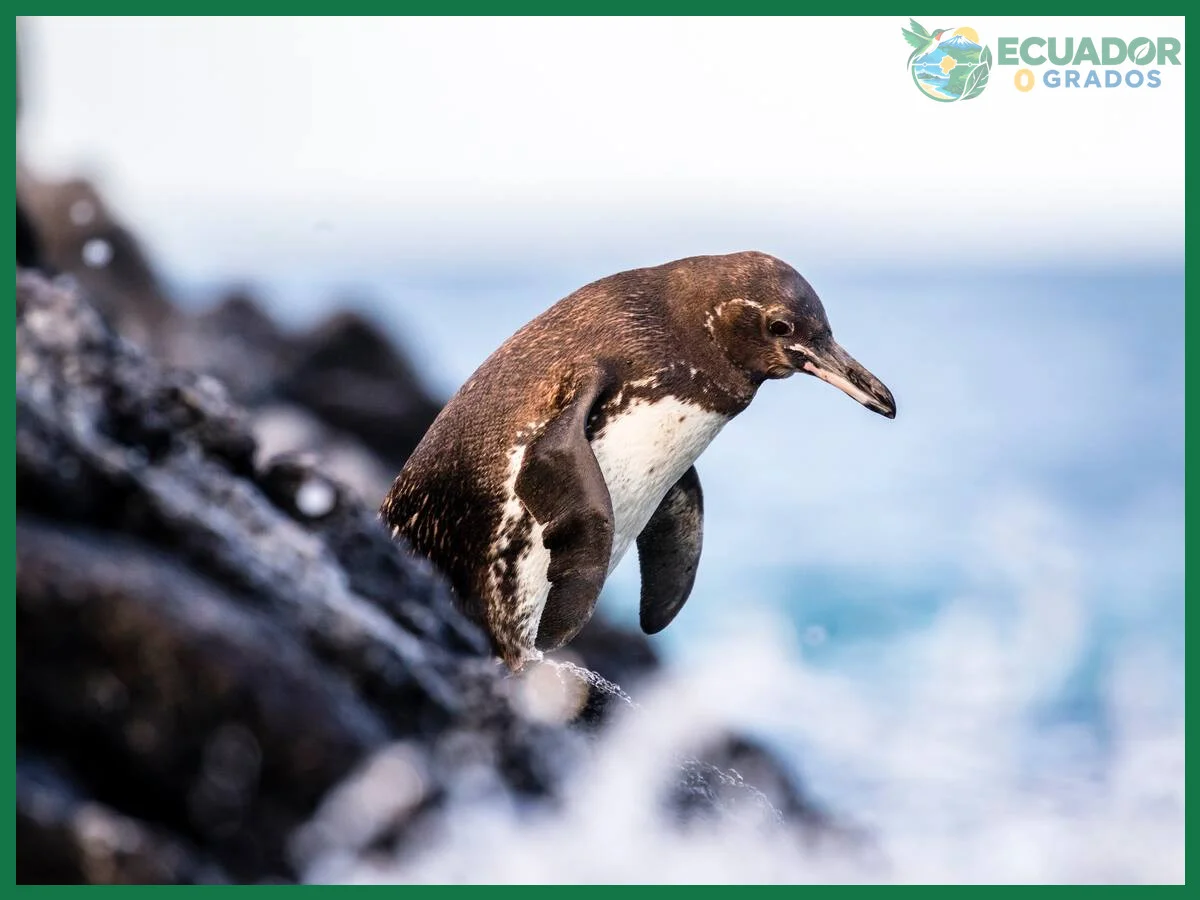 Mejor temporada y condiciones para observar pingüinos de Galápagos