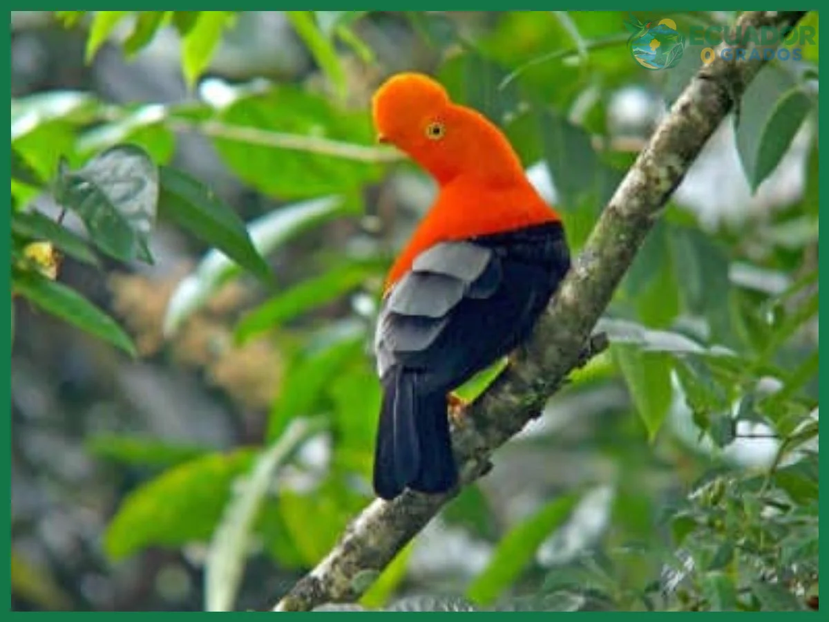 Mejores épocas y regiones para avistar aves endémicas del Ecuador