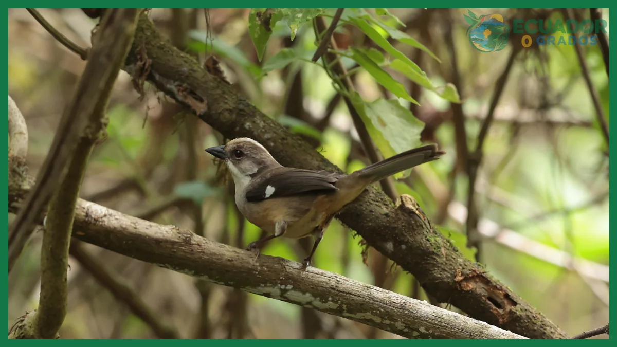 Mejores rutas y reservas para observar aves endémicas de la sierra del Ecuador