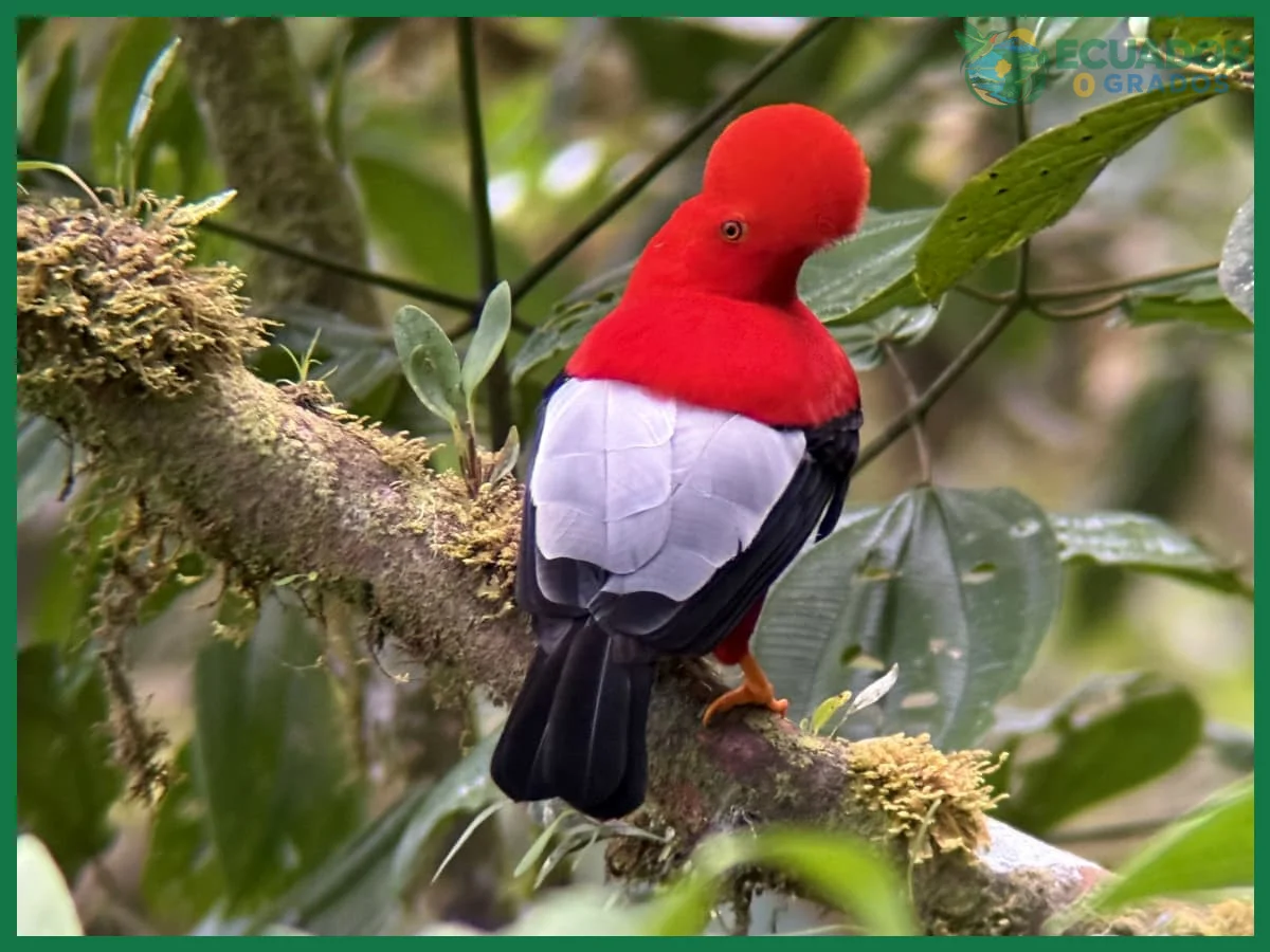Mindo como principal destino para ver aves coloridas y endémicas