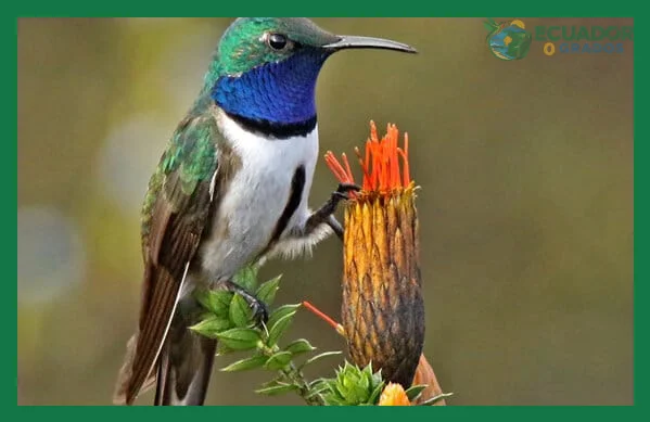 Mindo y otros destinos accesibles para ver colibríes en Ecuador