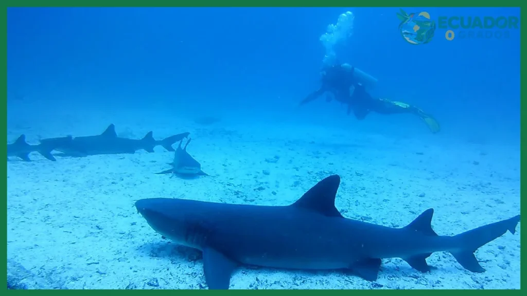 ¿Nadando con tiburones en las Islas Galápagos?