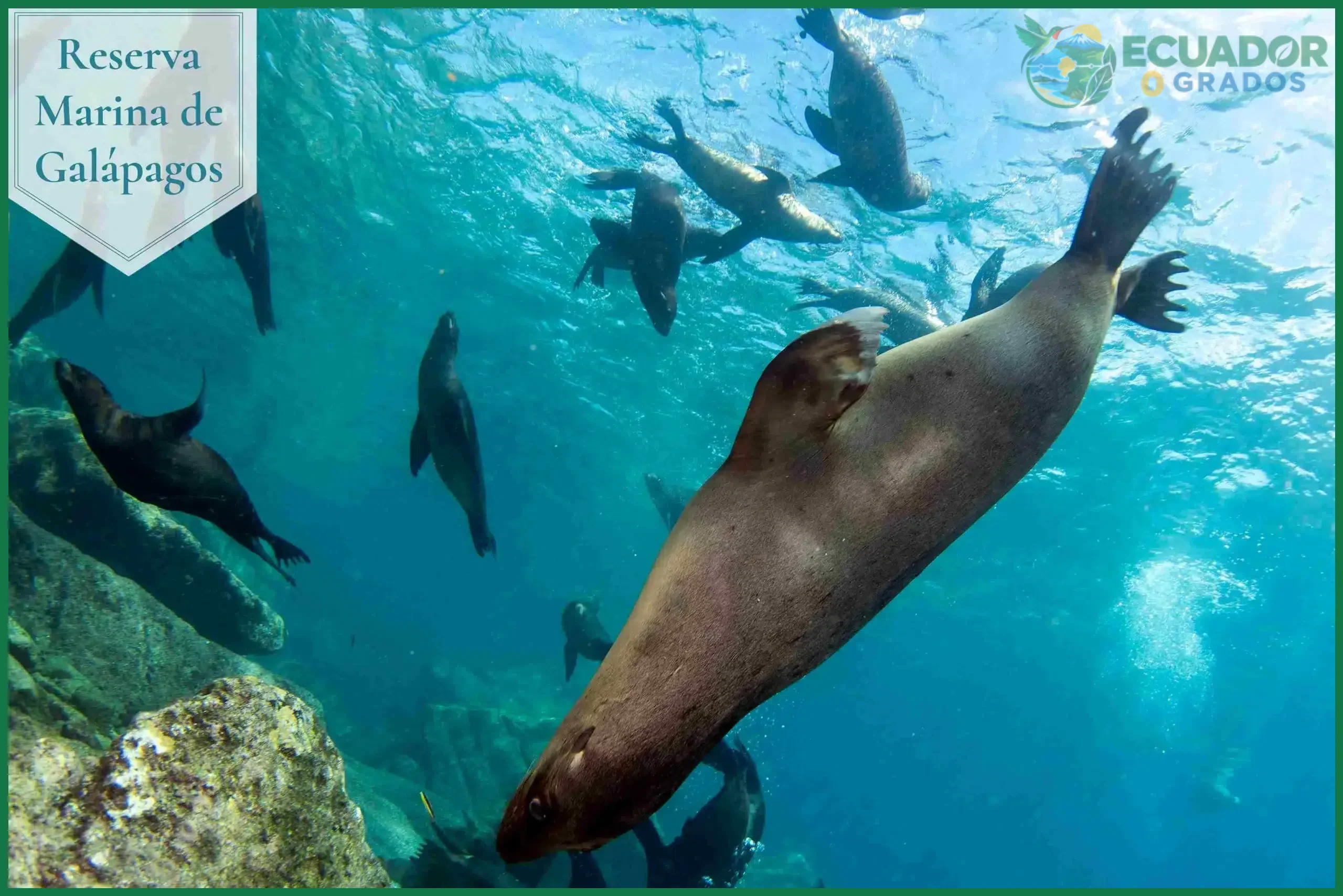 Normas del Parque Nacional Galápagos para avistar lobos marinos