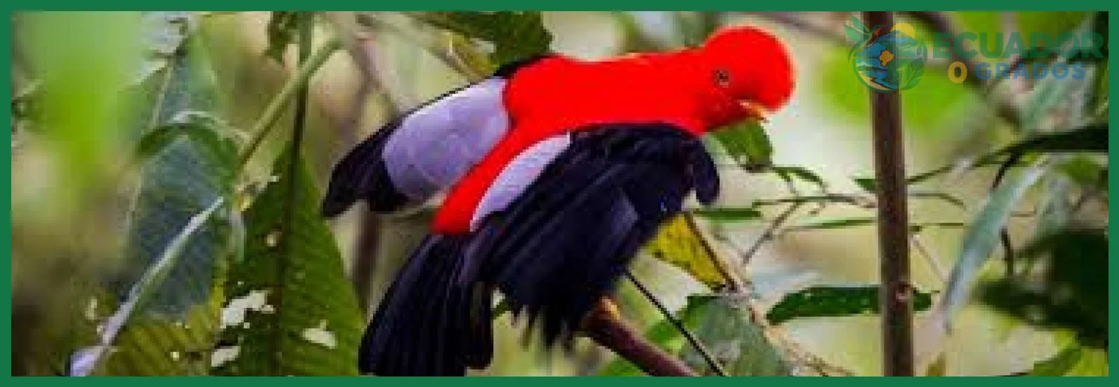 Observación de aves endémicas de la Amazonía ecuatoriana en su hábitat natural