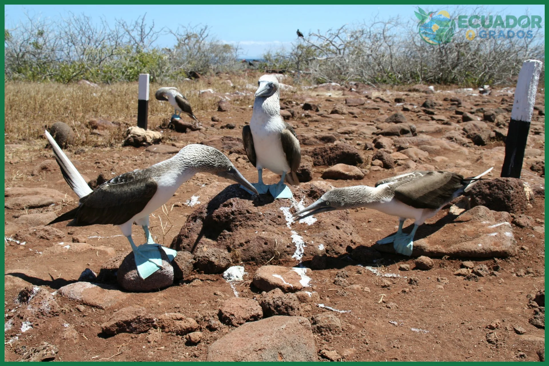 Observación de aves endémicas de las Islas Galápagos: aspectos prácticos